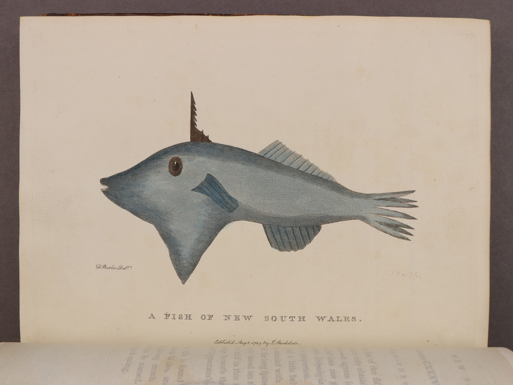 Plate 49